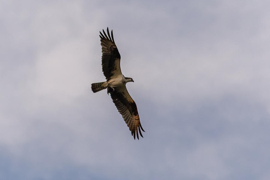 Osprey in flight #3 Photograph by SAURAVphoto Online Store