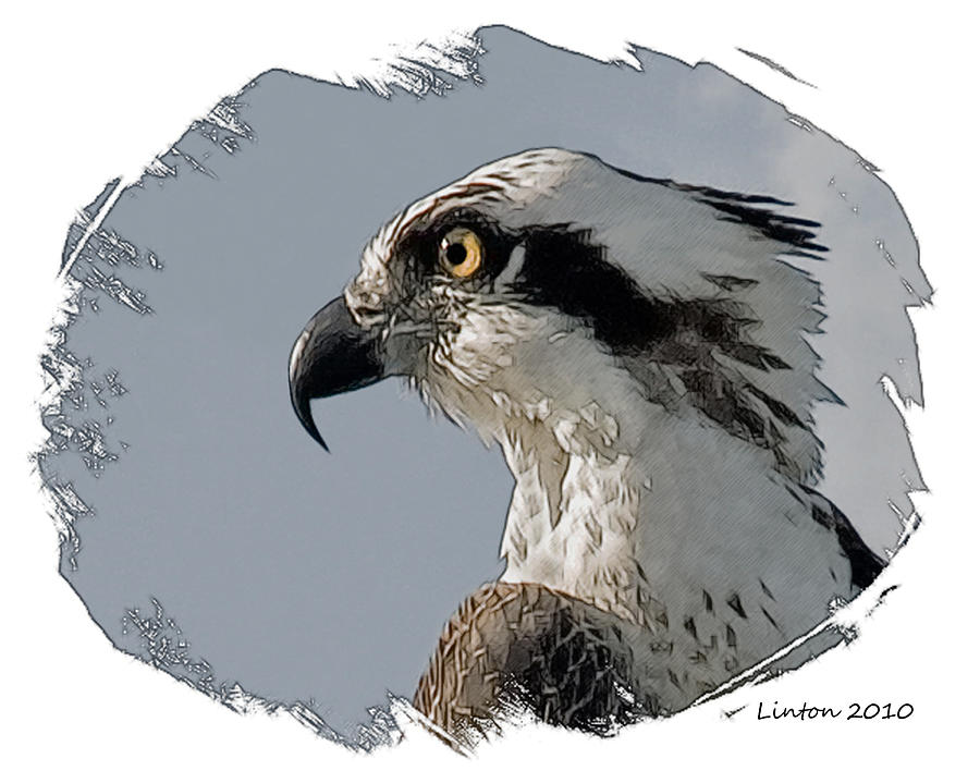 Osprey #3 Digital Art by Larry Linton