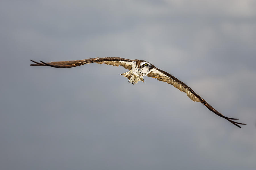 Osprey #3 Photograph by Peter Lakomy