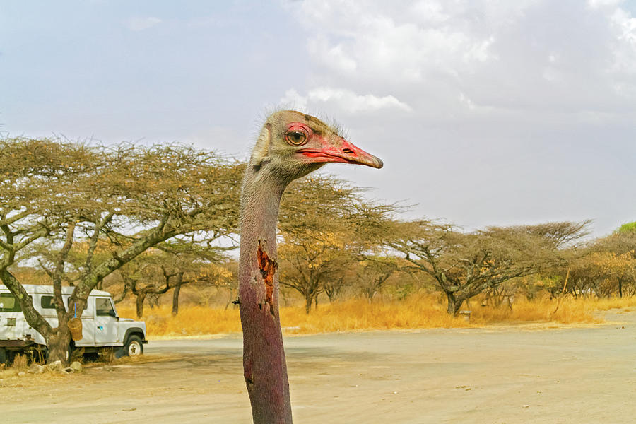 Ostrich in National Park in Ethiopia. #3 Photograph by Marek Poplawski