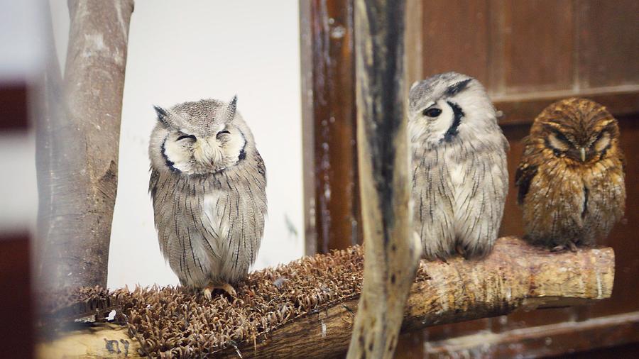 Owl Photograph - Owl #3 by Takaaki Yoshikawa