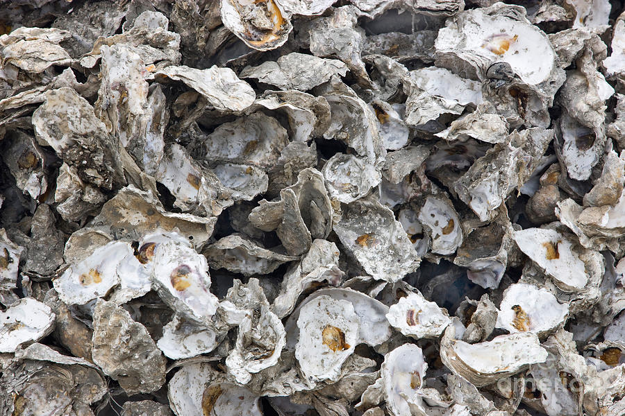 Oyster Shells #3 Photograph by Inga Spence