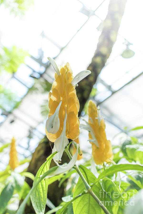 Nature Photograph - Pachystachys Lutea Lollipop Plant, Yellow Flower Also Known as  #3 by Eiko Tsuchiya