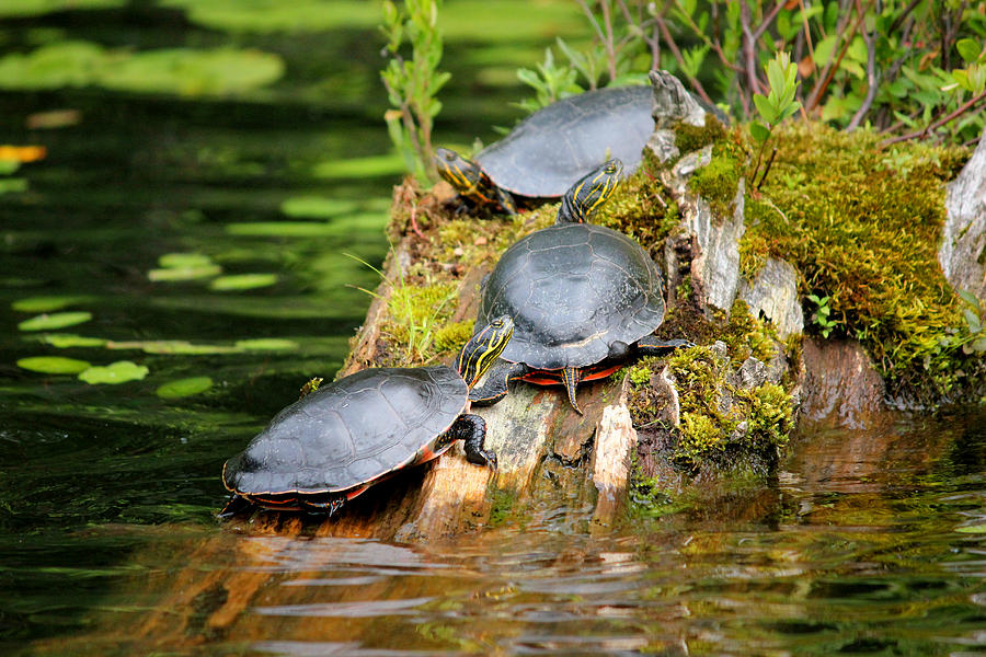 3 Painted Turtles Photograph by Brook Burling