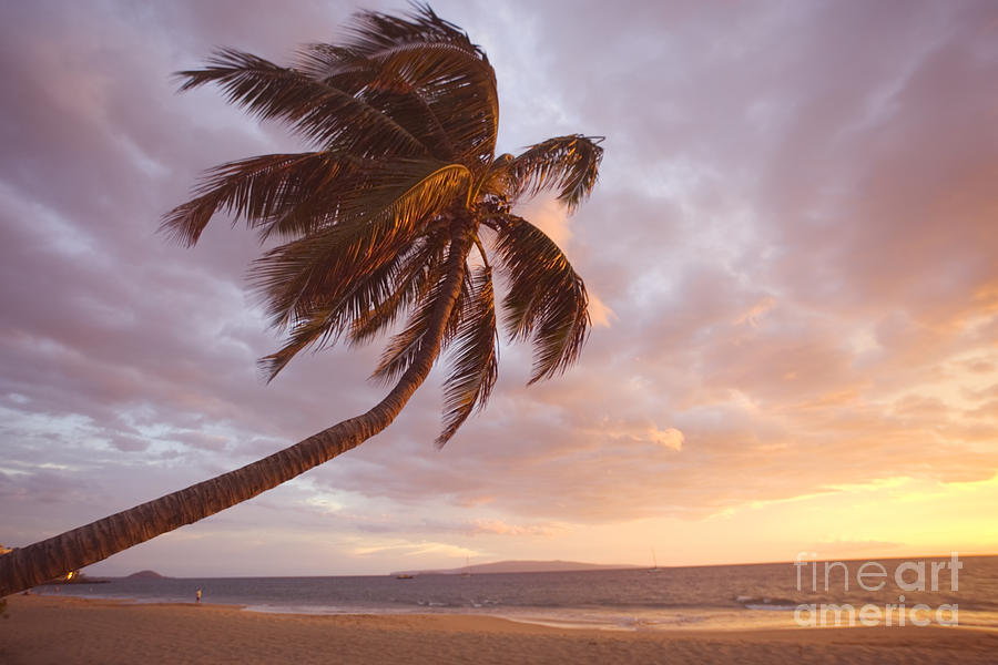 Palm At Sunset #3 Photograph by Ron Dahlquist - Printscapes