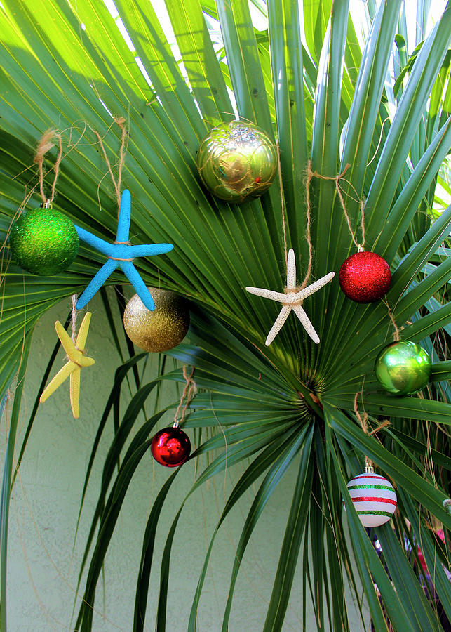 Palm Tree Christmas #4 Photograph by Robert Wilder Jr