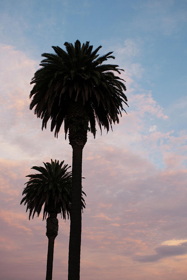 Sunset Photograph - Palm Tree Sunset by Robert Braley