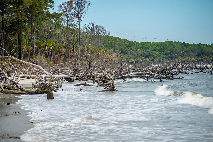 Palmetto Forest On Hunting Island Beach Photograph by Alex Grichenko ...