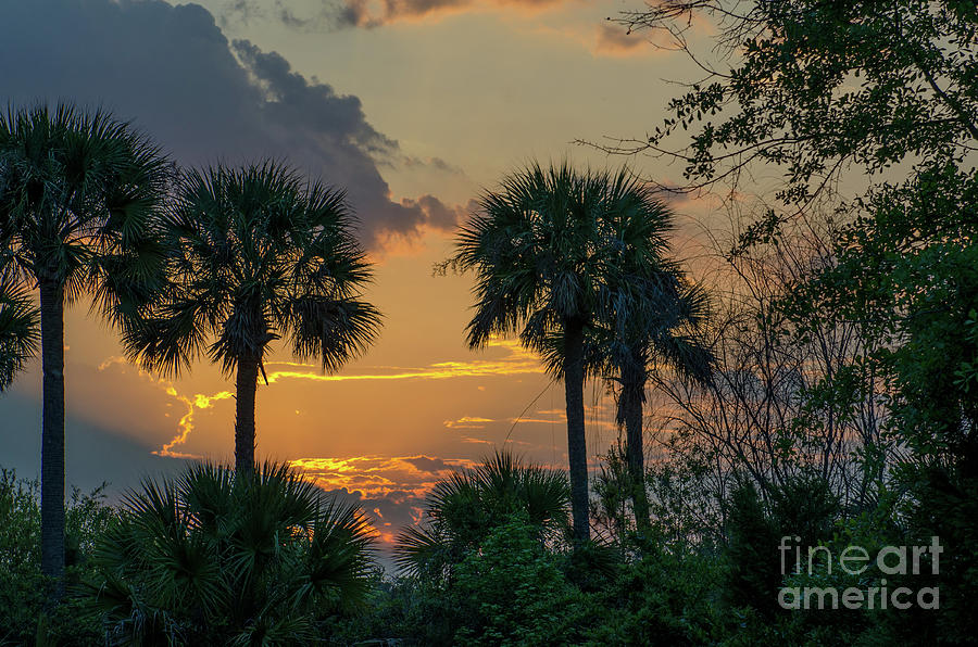Sunset Photograph - Palmetto Sunset #3 by Dale Powell