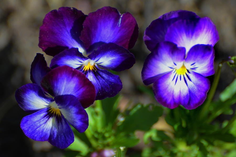 3 Pansies Photograph by Kathleen Stephens
