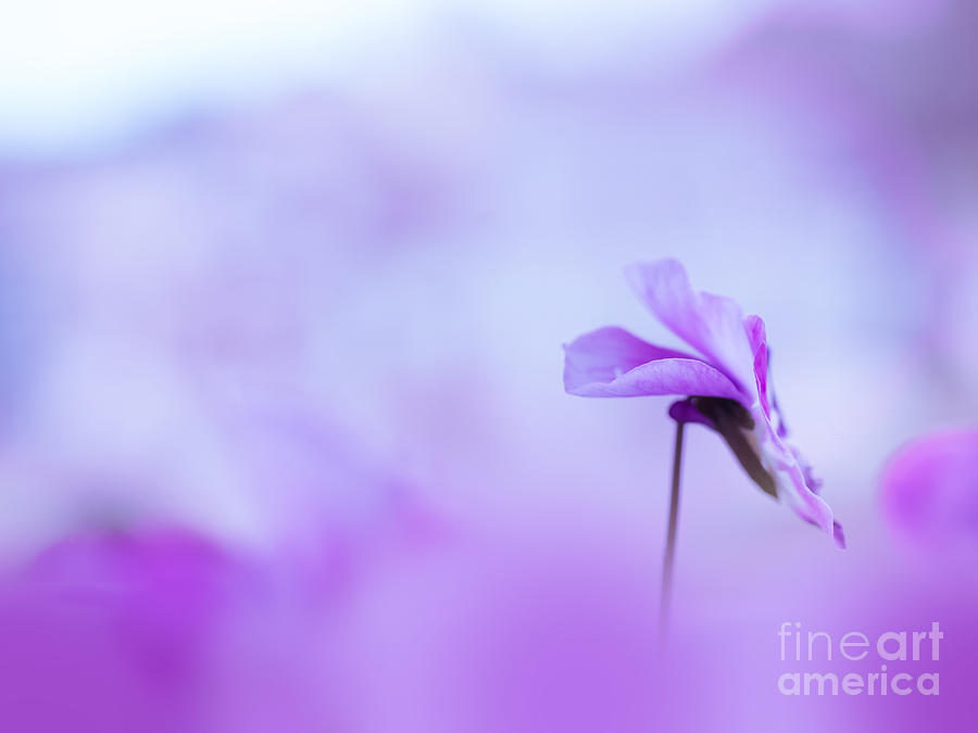 Spring Photograph - Pansy #3 by Wei-San Ooi