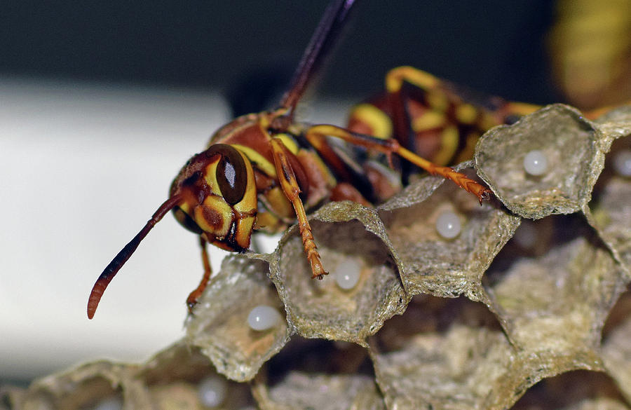 Paper Wasp #3 Photograph by Larah McElroy