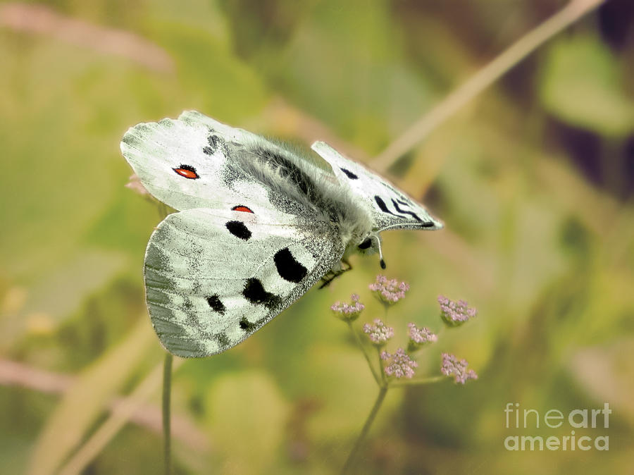 Parnassius Apollo Butterfly Photograph