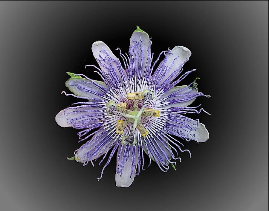 Passion Flower #3 Photograph by Joe Duket
