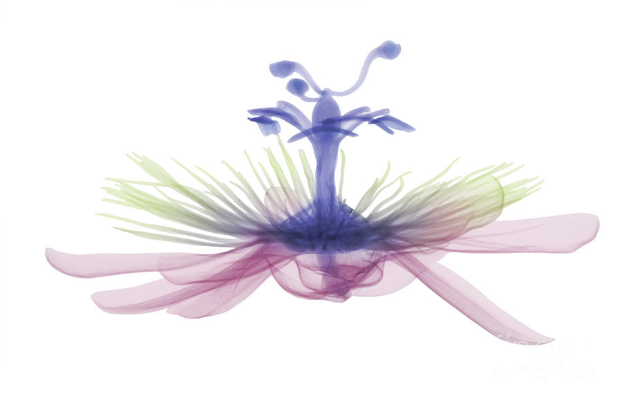 Passion Flower, X-ray Photograph by Ted Kinsman