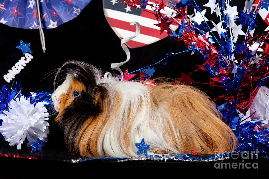 Patriotic Abyssinian Guinea Pig #3 Photograph by Anthony Totah