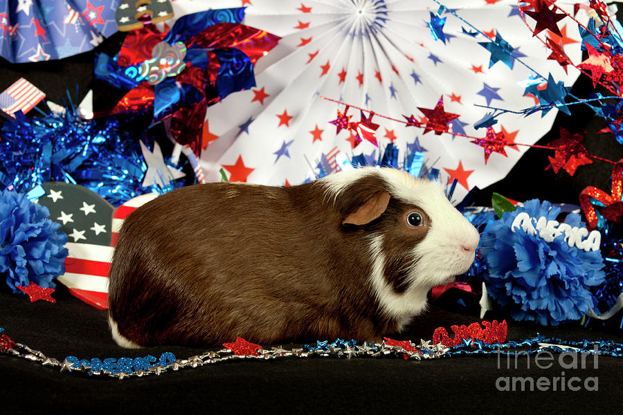 Patriotic American Guinea Pig #3 Photograph by Anthony Totah