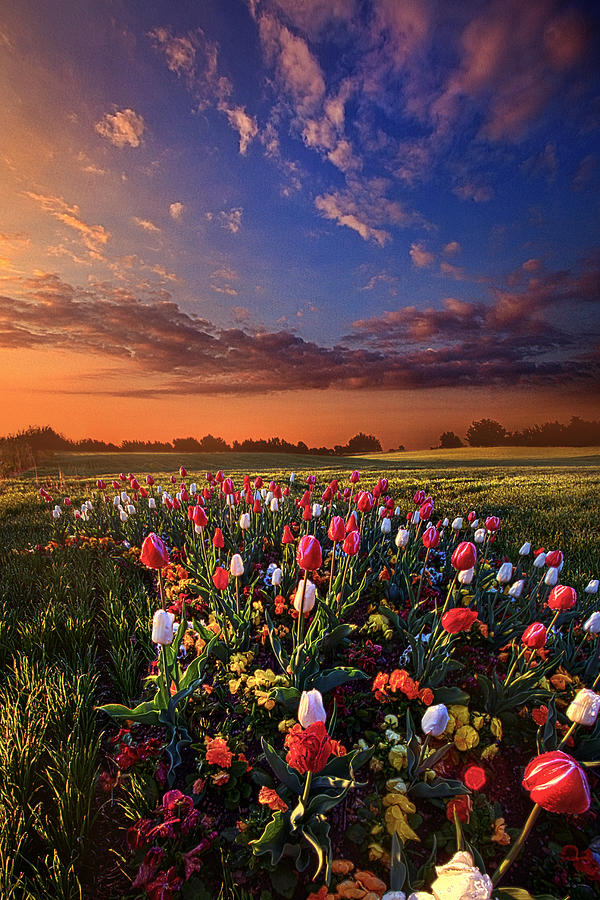 Tulip Photograph - Peace of Mind #3 by Phil Koch