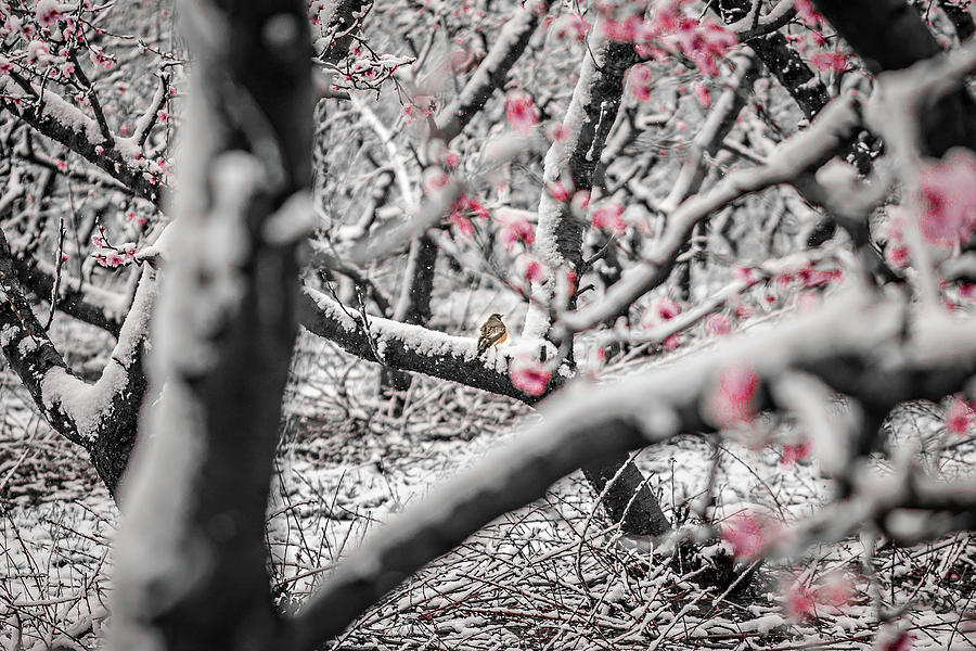 Peach Tree Blossom On A Farm In Spring Snow #3 Photograph by Alex Grichenko