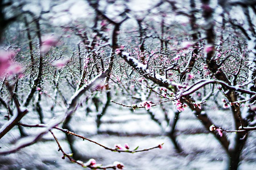 Peach Tree Farm During Spring Snow With Blossoms #3 Photograph by Alex Grichenko