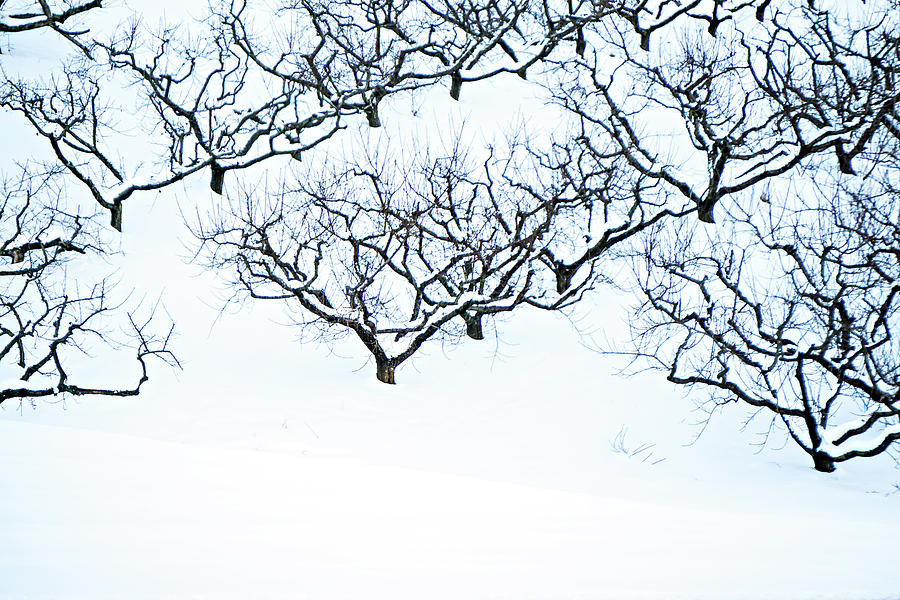 Peach Tree Orchards On Snowy Winter Landscape #3 Photograph by Alex Grichenko