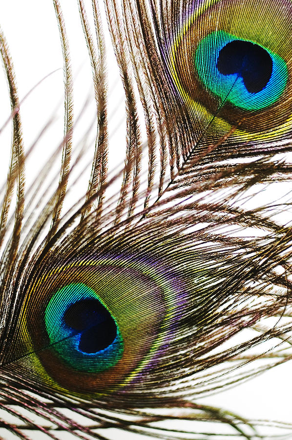 Abstract Photograph - Peacock Feathers #3 by Mary Van de Ven - Printscapes