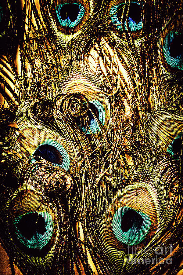 Peacock feathers still life #3 Photograph by Jorgo Photography