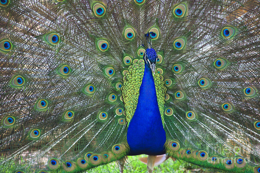 Peacock #3 Photograph by Jill Lang