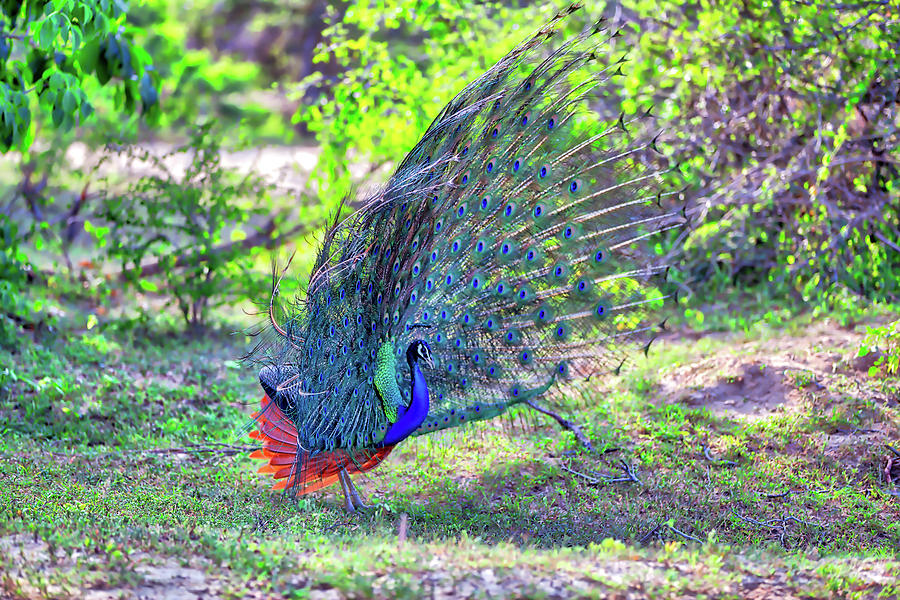 Animal Photograph - Peacock With Gorgeous Spread Colored Feathers Shows His Tail #3 by Gina Koch
