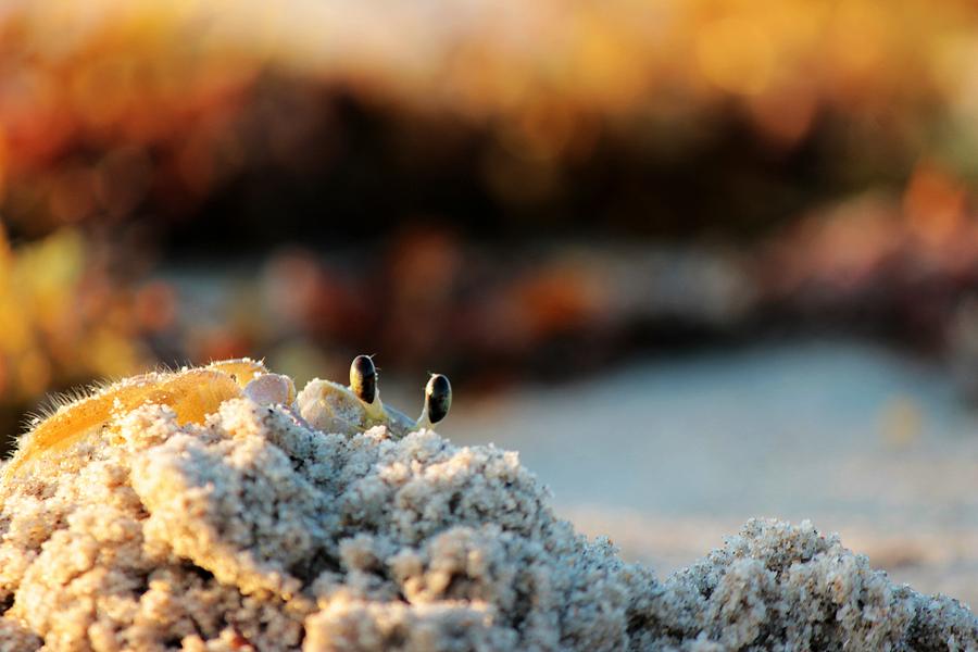 Peek A Boo #3 Photograph by Peggy Burley - Fine Art America