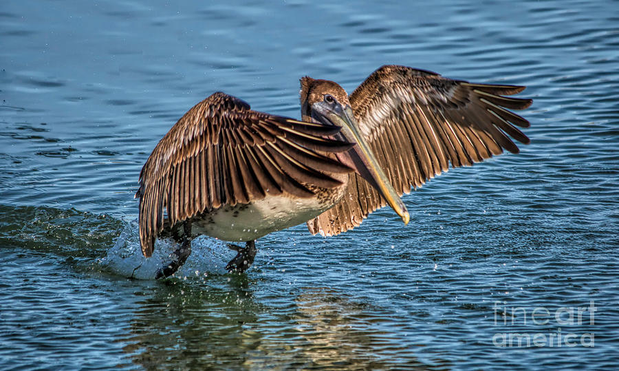 Pelican Splash Photograph by Paulette Thomas - Fine Art America