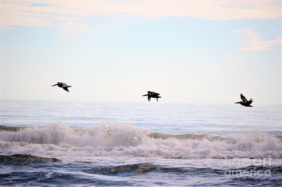 3 Pelicans Photograph by Brigitte Emme