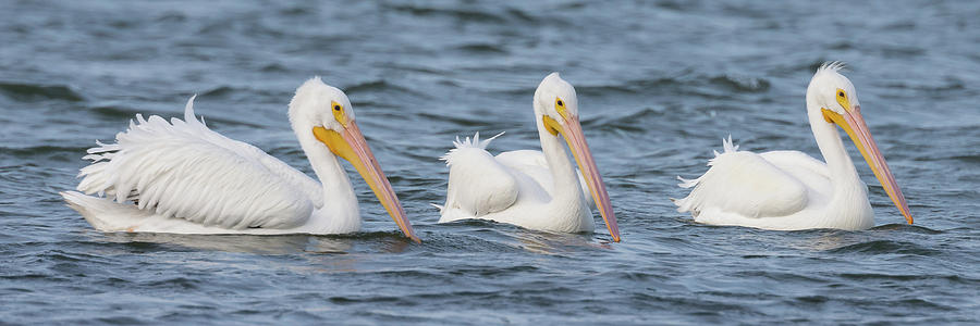 3 Pelicans In A Row Photograph by Mark Little
