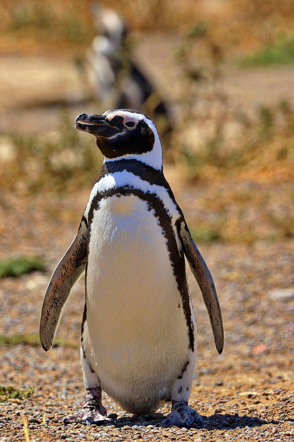 Penguins Tombo Reserve Puerto Madryn Argentina #3 Photograph by Paul James Bannerman