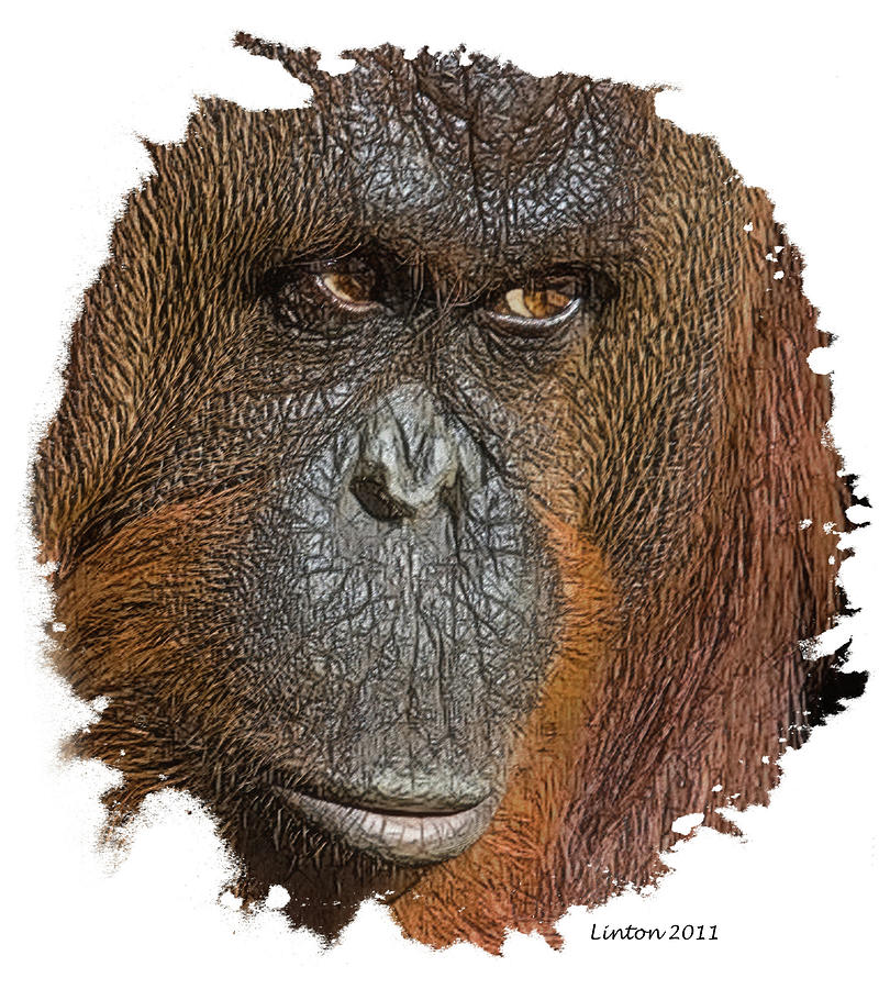 Pensive Primate Digital Art by Larry Linton