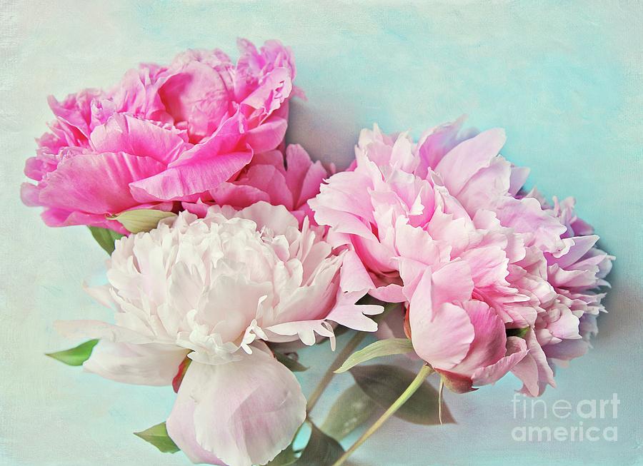 3 Peonies Photograph by Sylvia Cook