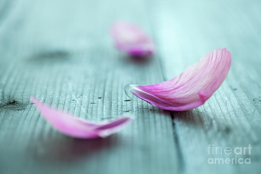 Peony petals #3 Photograph by Kati Finell