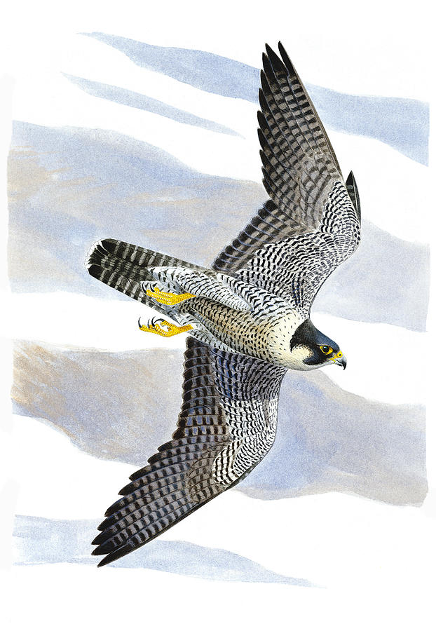 Falcon Painting - Peregrine falcon #3 by Dag Peterson