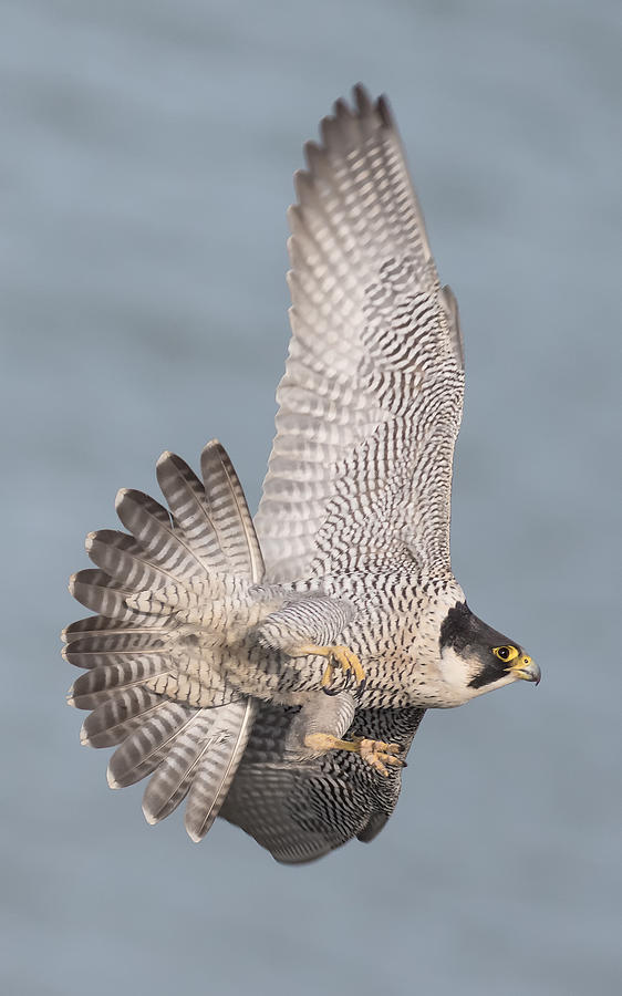 Falcon Photograph - Peregrine Falcon #3 by Ian Hufton