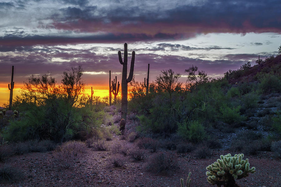 Phoenix Arizona Night Scene after Sunset Photograph by John Webb - Fine ...