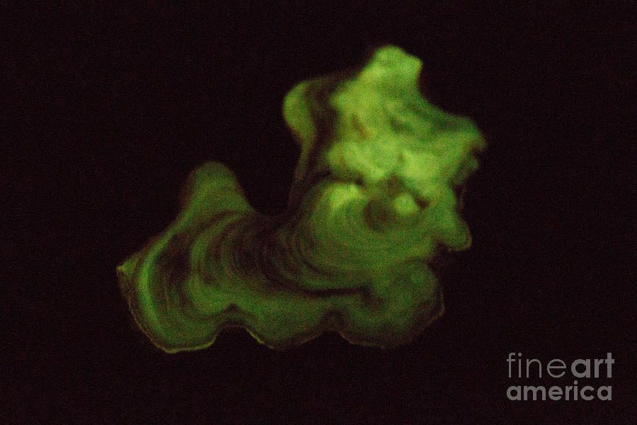 Phosphorescent Stalagmite Section #3 Photograph by Ted Kinsman