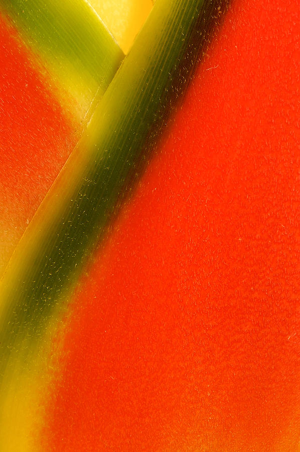 Photograph of a Lobster Claws Heliconia #3 Photograph by Perla Copernik