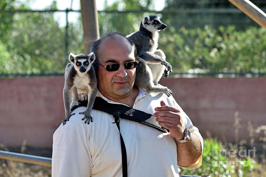 Photographer with lemurs on him #3 Photograph by George Atsametakis