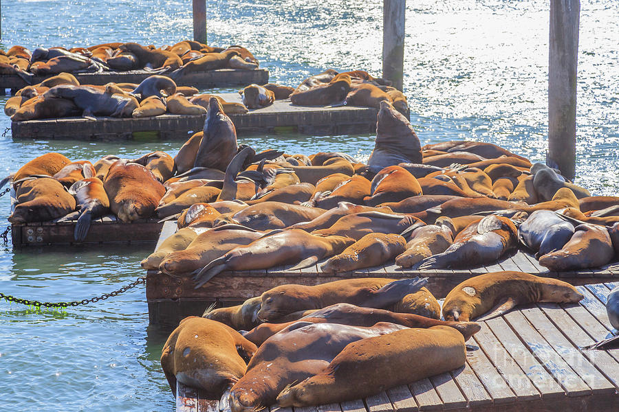 Pier 39 Sea lions #3 Photograph by Benny Marty