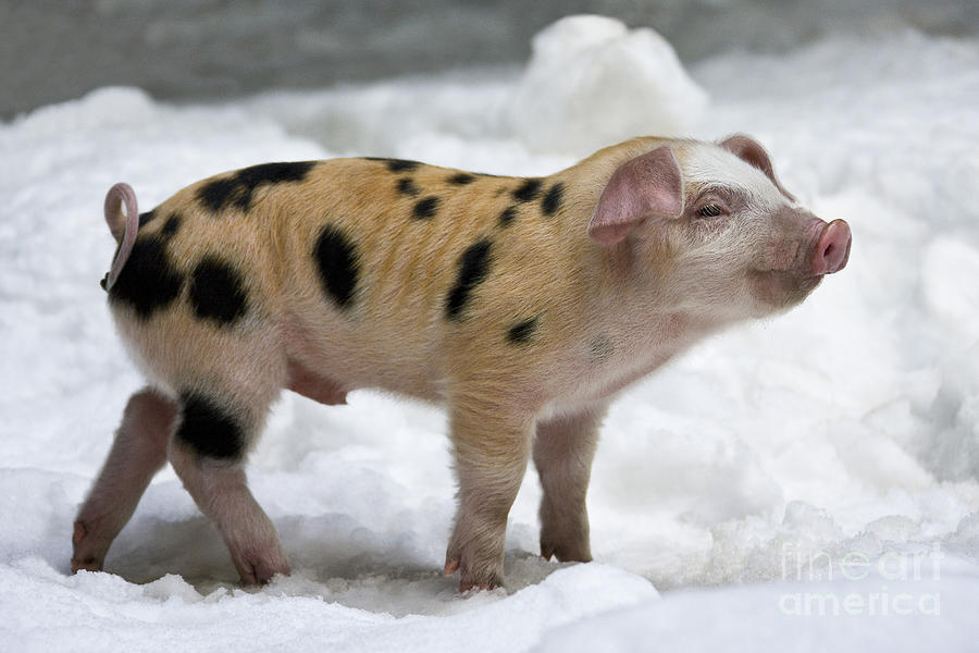 Piglet In The Snow #3 Photograph by Jean-Louis Klein & Marie-Luce Hubert