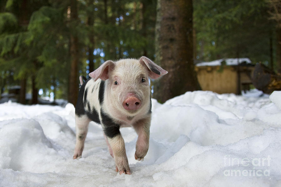 Piglet Walking In Snow #3 Photograph by Jean-Louis Klein & Marie-Luce Hubert