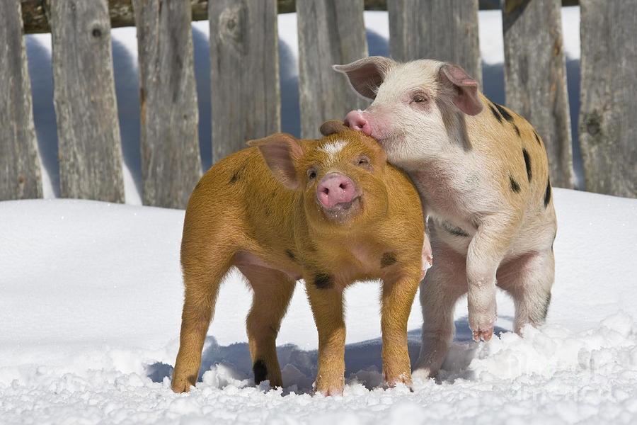 Piglets Playing In Snow #3 Photograph by Jean-Louis Klein & Marie-Luce Hubert
