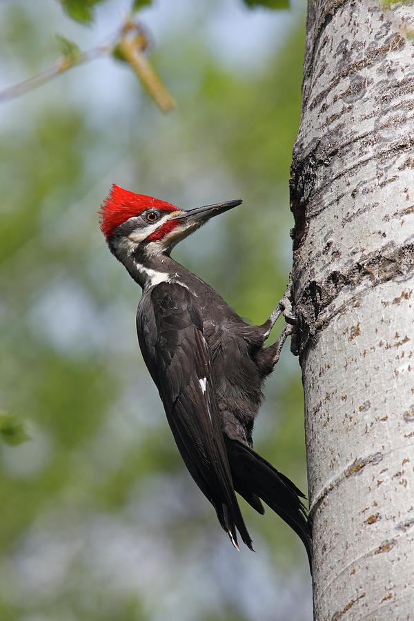 Pileated Woodpecker Photograph by Mark Wallner - Fine Art America