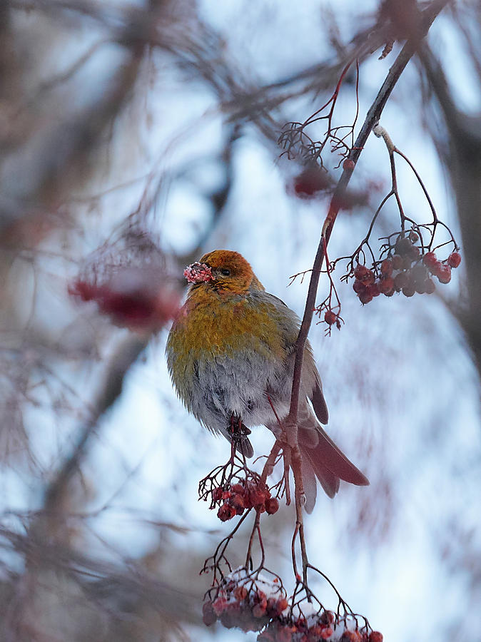 Winter Photograph - Pine grosbeak #3 by Jouko Lehto