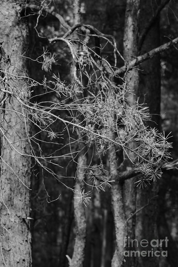 Pine Trees #10 Photograph by Dariusz Gudowicz